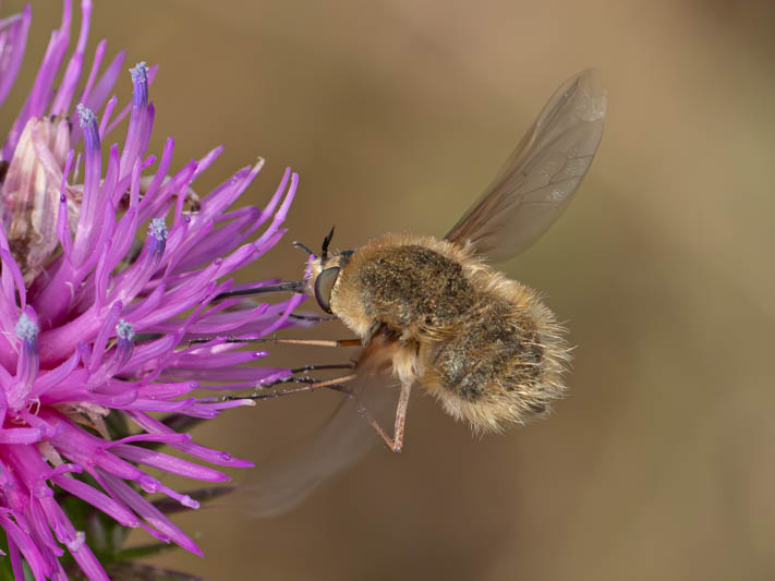 Bombylius minor (Heath Bee-fly).jpg